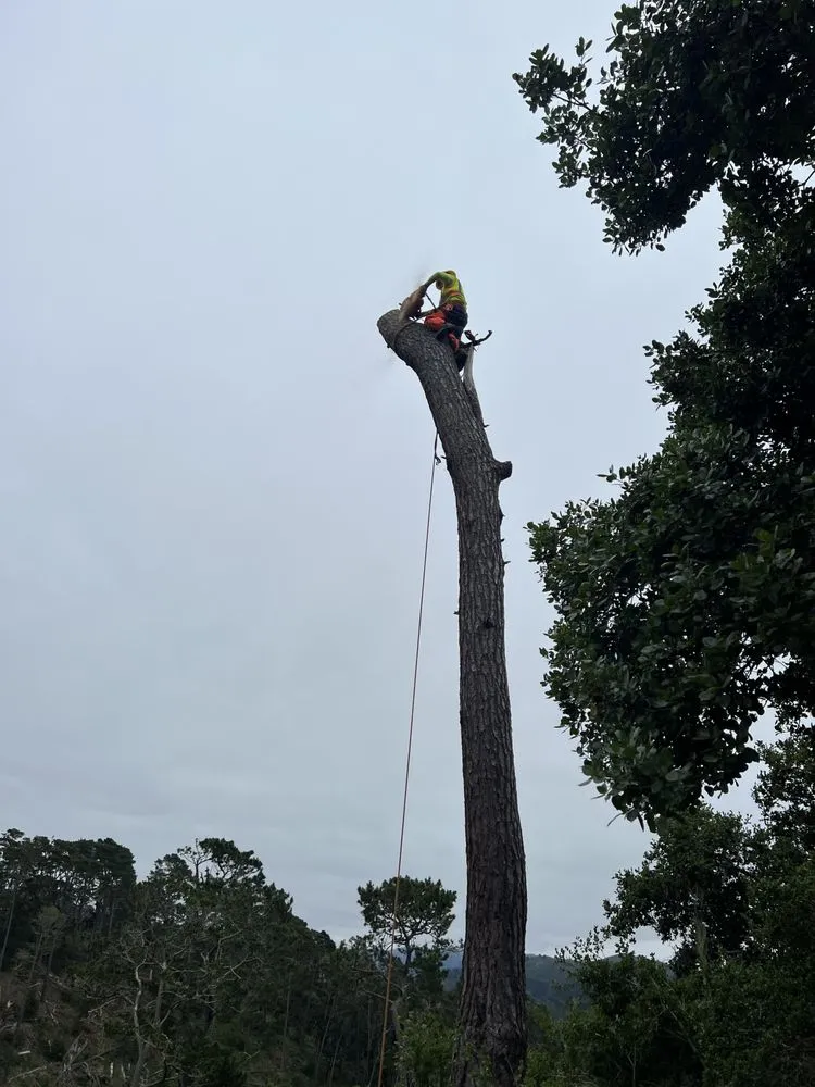 Reliable lawn mowing service in Seaside, CA - Green Life Tree Service