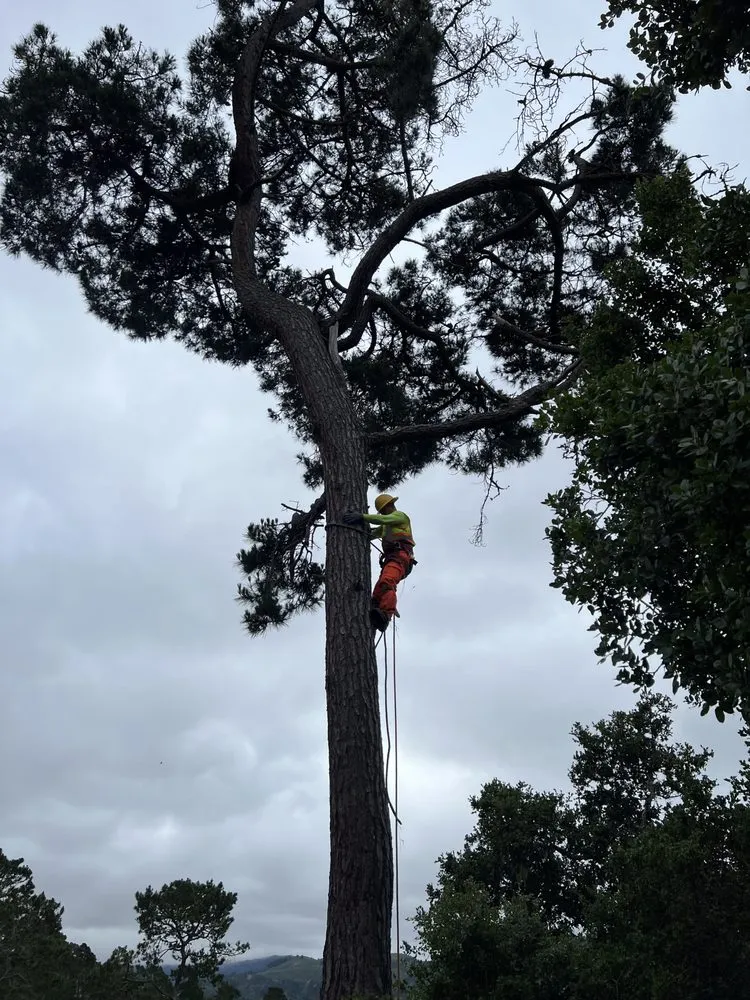 Trusted residential landscaping experts serving Seaside, CA - Green Life Tree Service