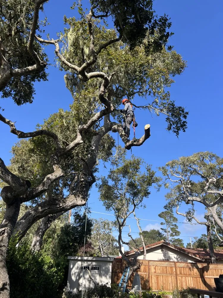 Expert lawn mowing service in Seaside, CA - Green Life Tree Service