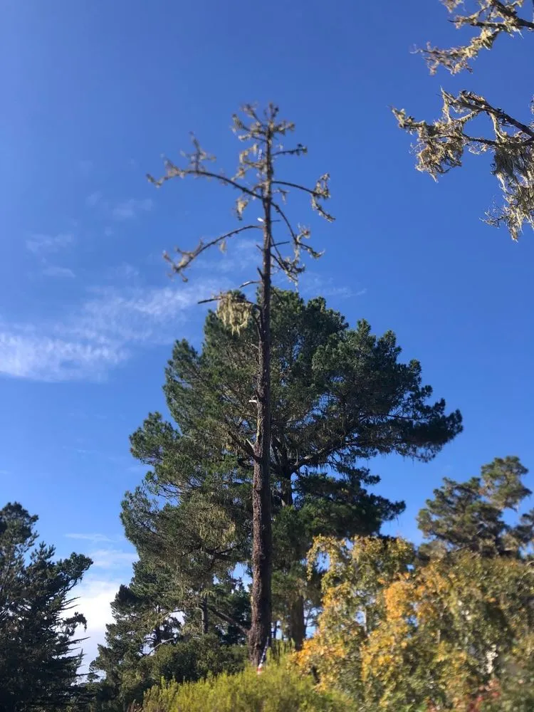 Expert yard maintenance in Seaside, CA - Green Life Tree Service