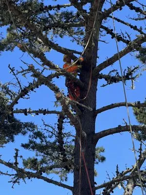 Green Life Tree Service