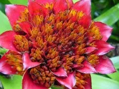 Professional landscape installation in San Mateo, CA by Green Life Tropicals