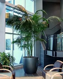 Professional outdoor landscaping in San Mateo, CA by Green Life Tropicals