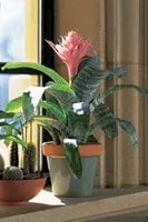 Reliable residential landscaping in San Mateo, CA by Green Life Tropicals