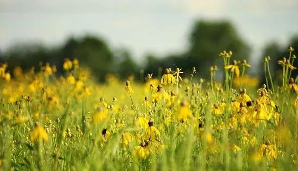 Green Light Lawn Care Logo