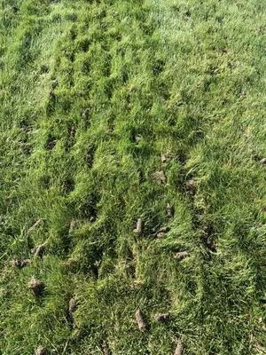 Green Line Lawn Care Logo