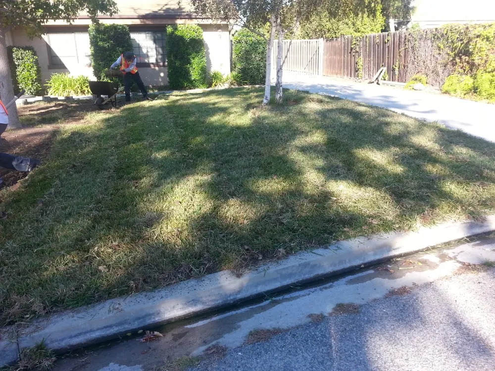 Professional lawn care service in Santa Paula, CA by Green Lion Landscaping