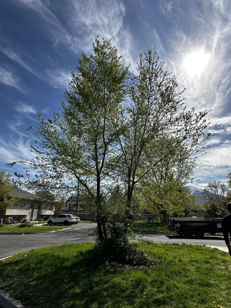 Custom landscaping services for year-round maintenance in Vineyard, UT by Green Lion Landscaping