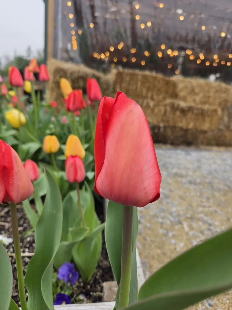 Local lawn care service for outdoor upgrades across Cincinnati, OH - Green Living by Design