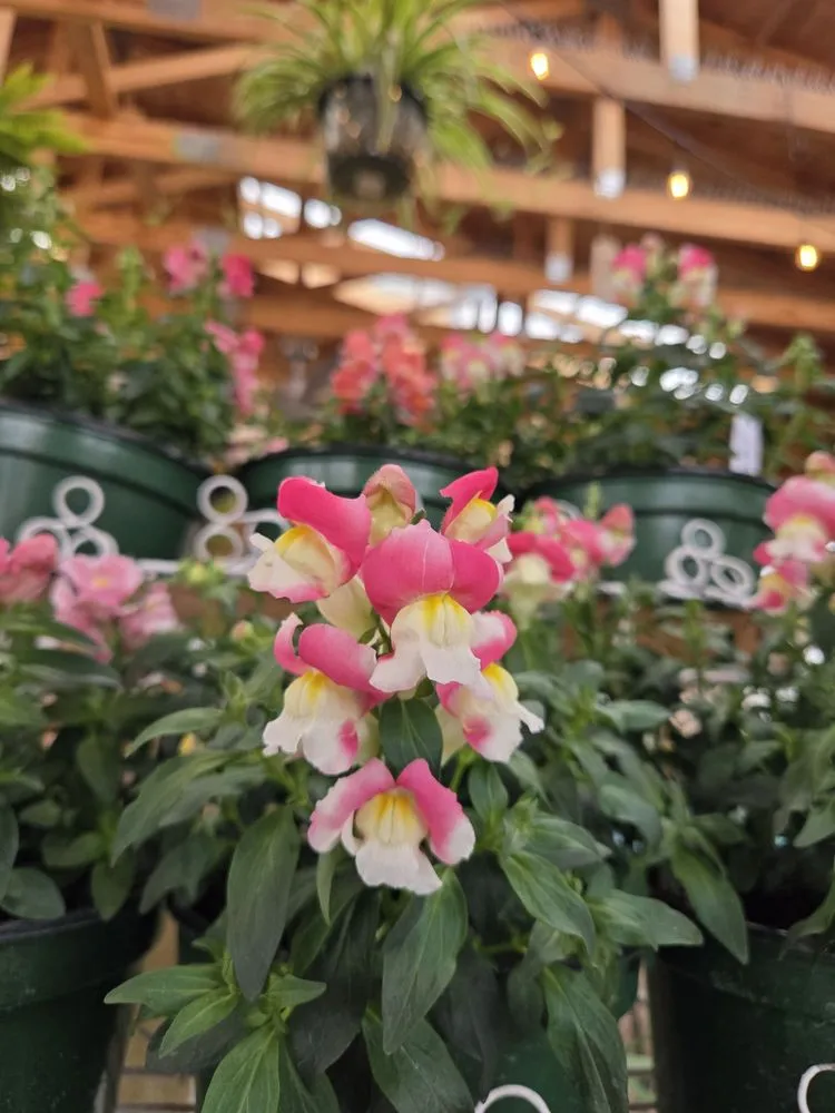 Custom landscaping services for beautiful yards across Cincinnati, OH - Green Living by Design