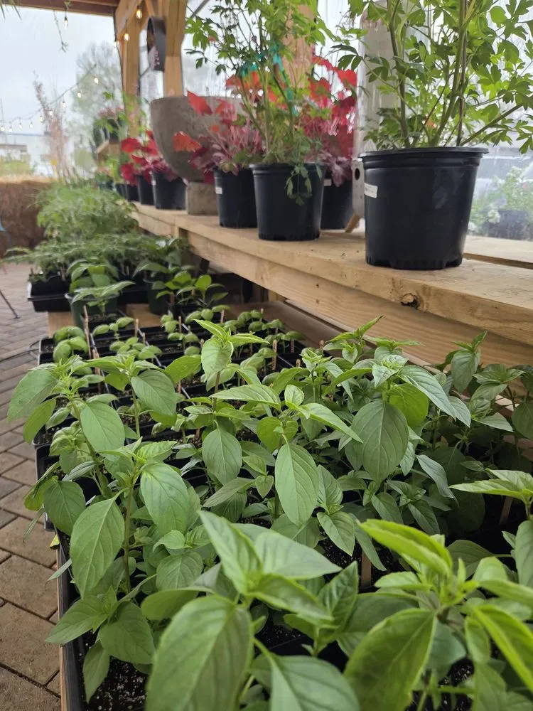 Expert yard cleanup service for residential properties across Cincinnati, OH - Green Living by Design