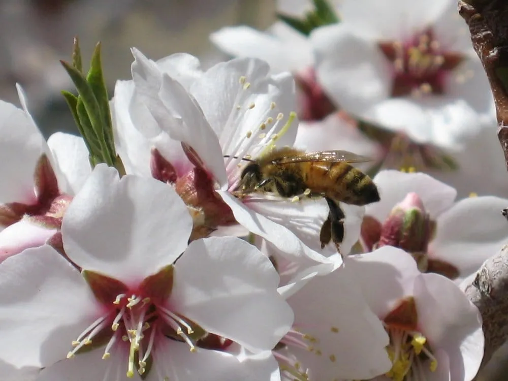 Professional outdoor landscaping for beautiful yards in Carson City, NV by Green Lizard Landscape