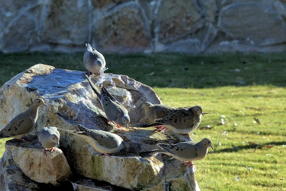 Professional yard cleanup service near you in Las Cruces, NM by Green Lizard