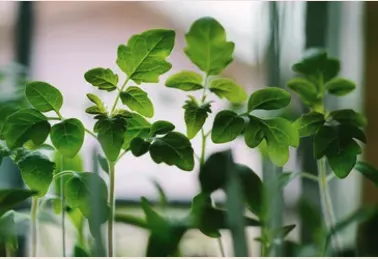 Top-rated landscaping services for homes across Burke, VA - Green Luna