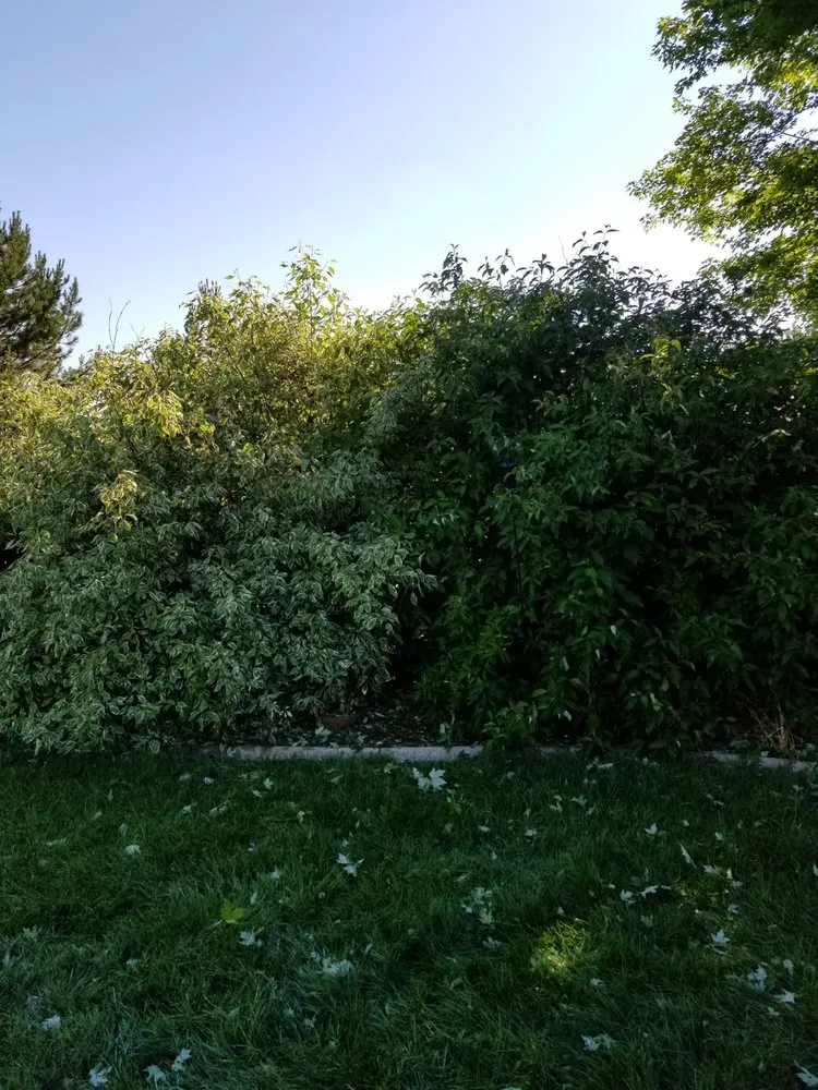 Affordable lawn mowing service for year-round maintenance across Greeley, CO - Green Machine