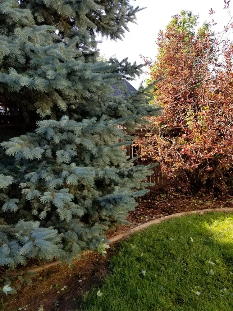 Professional yard maintenance for outdoor upgrades across Greeley, CO - Green Machine