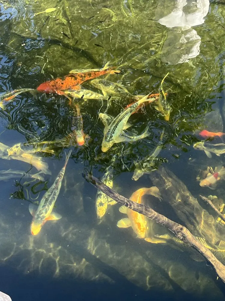 Top-rated garden landscaping for outdoor upgrades in Sarasota, FL by Green Machine Landscaping And Pond Services