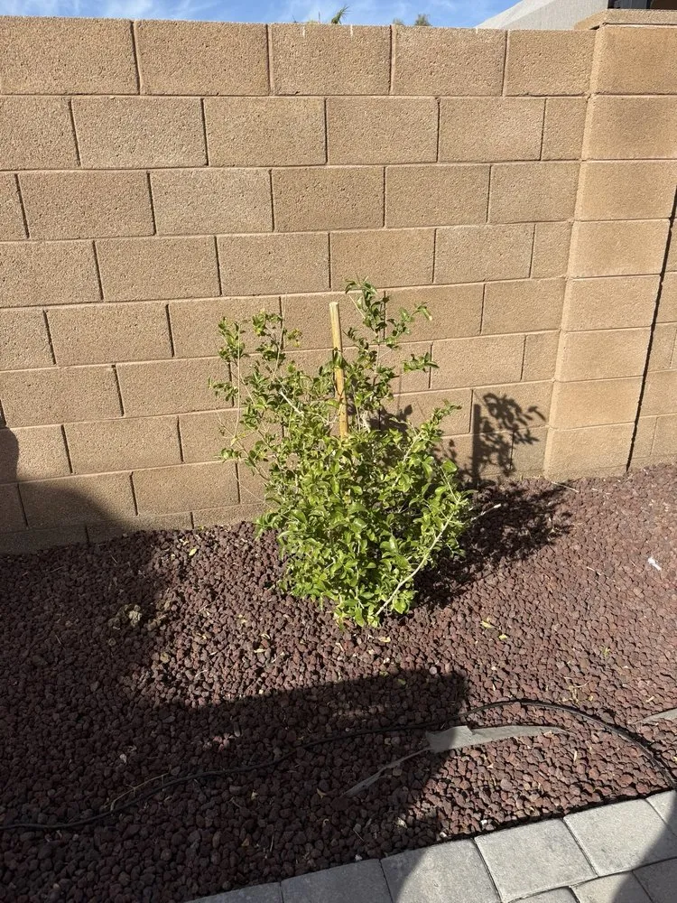 Custom landscape design in Maricopa, AZ by Green Machine Landscaping