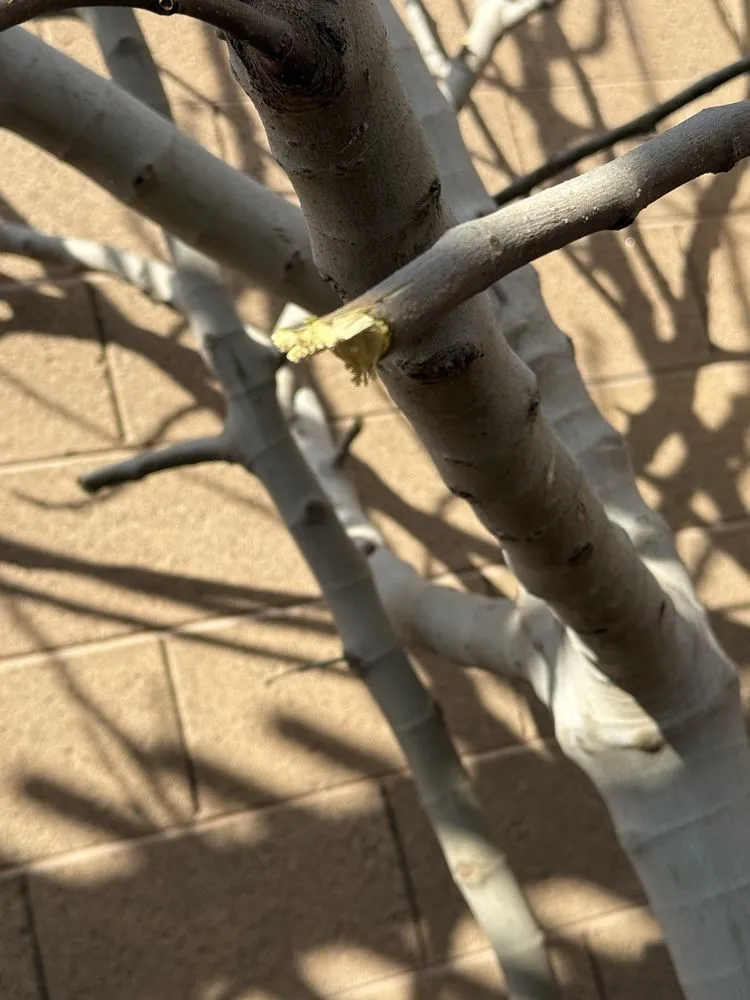 Top-rated landscape design in Maricopa, AZ - Green Machine Landscaping