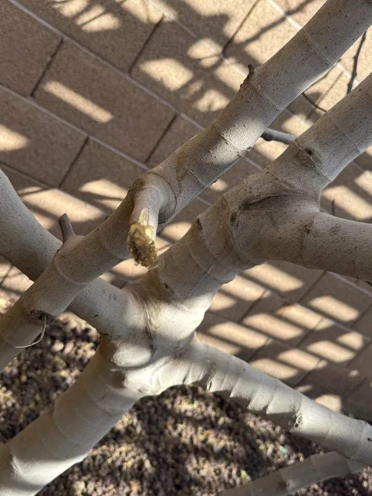 Custom outdoor landscaping in Maricopa, AZ by Green Machine Landscaping