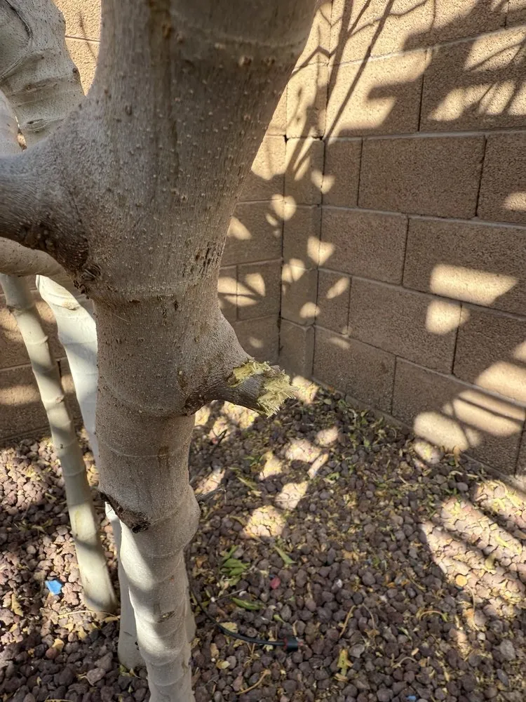 Professional outdoor landscaping in Maricopa, AZ by Green Machine Landscaping