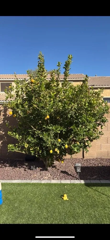 Local lawn mowing service for beautiful yards across Maricopa, AZ - Green Machine Landscaping