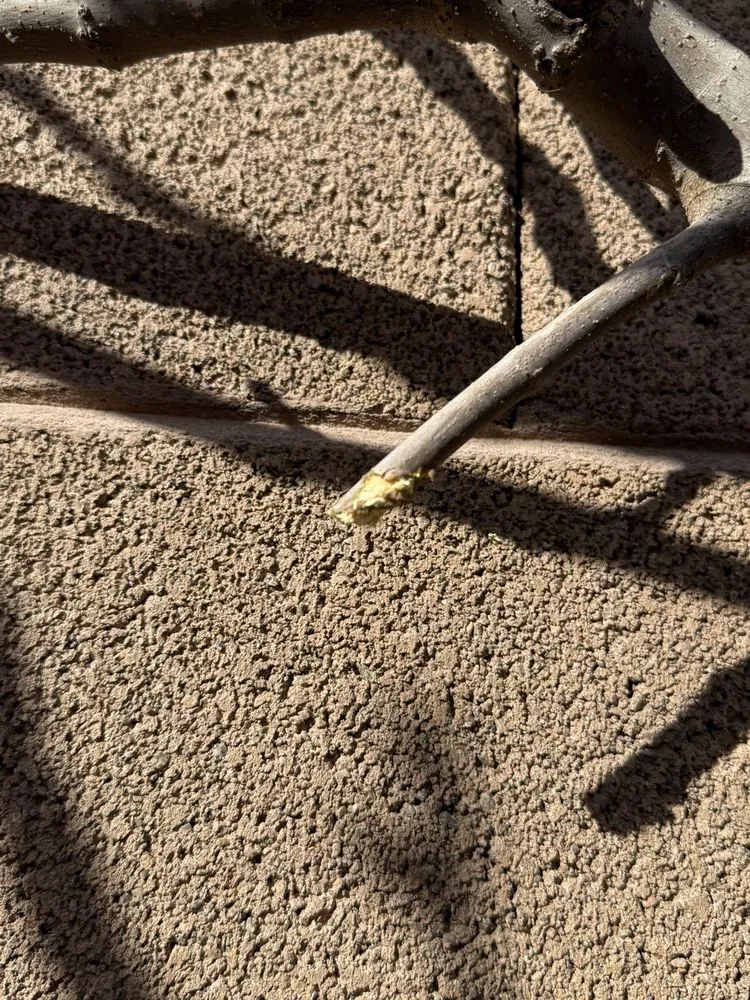 Trusted landscape design in Maricopa, AZ - Green Machine Landscaping