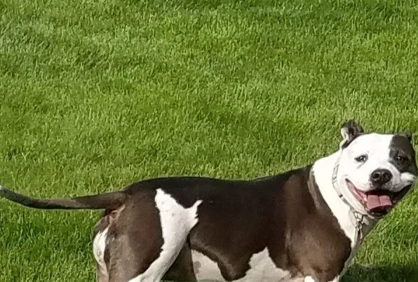 Reliable garden landscaping near you in Kingston, PA by Green Machine Lawn Care