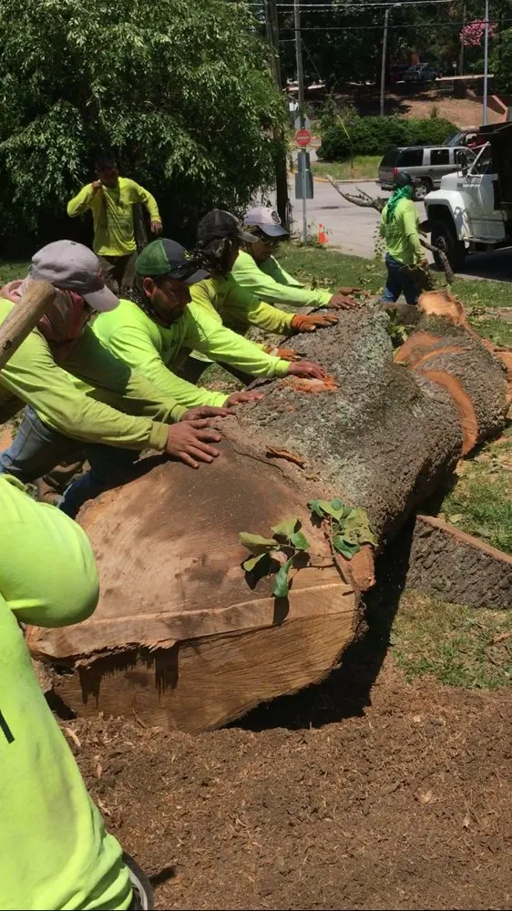 Top-rated landscape design in Raleigh, NC - Green Machine