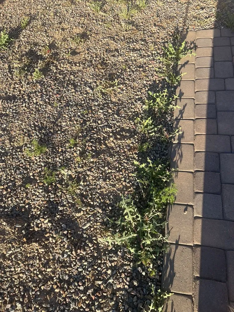 Professional outdoor landscaping in Gilbert, AZ - Green Magic Lawn Services