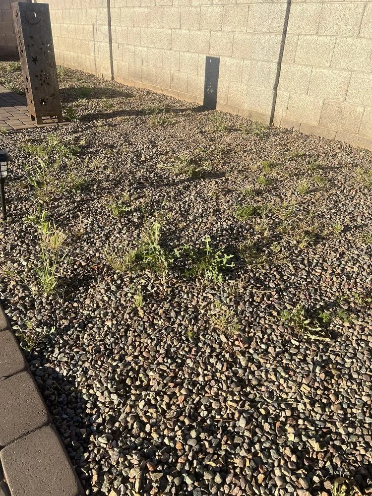 Expert outdoor landscaping in Gilbert, AZ by Green Magic Lawn Services