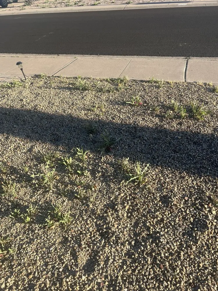 Professional yard maintenance with custom design across Gilbert, AZ - Green Magic Lawn Services