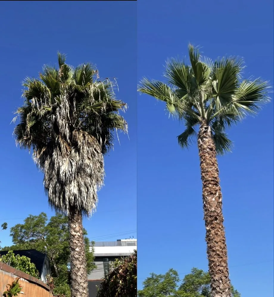 Custom lawn mowing service for homes across Los Angeles, CA - Green Maintenance Landscape and Tree Trimming Service