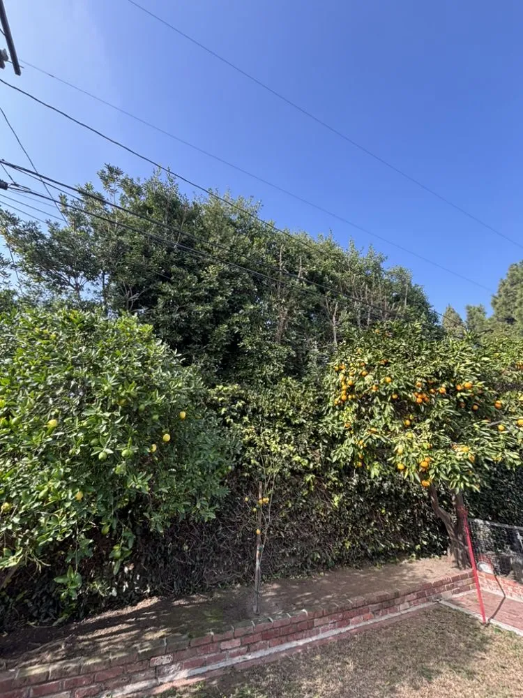 Professional garden landscaping experts serving Los Angeles, CA - Green Maintenance Landscape and Tree Trimming Service