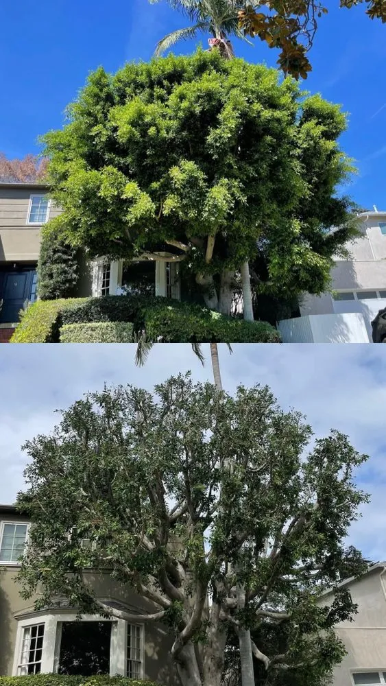 Trusted landscaping services near you in Los Angeles, CA by Green Maintenance Landscape and Tree Trimming Service