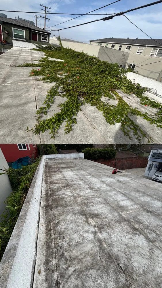 Affordable yard cleanup service for homes across Los Angeles, CA - Green Maintenance Landscape and Tree Trimming Service