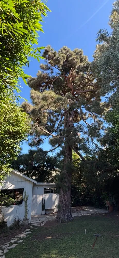 Expert outdoor landscaping near you across Los Angeles, CA - Green Maintenance Landscape and Tree Trimming Service