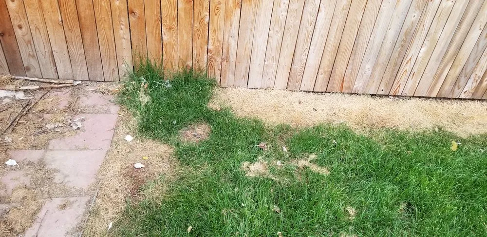 Trusted landscape design in Fort Collins, CO - Green Man Lawn Care