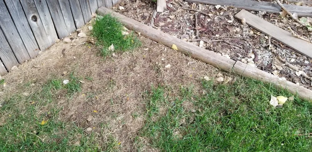 Expert outdoor landscaping experts serving Fort Collins, CO - Green Man Lawn Care