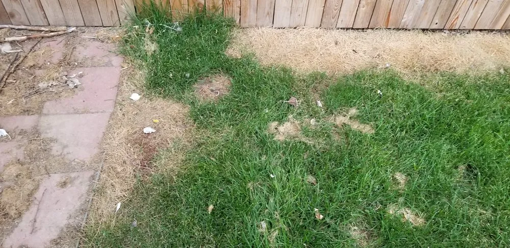 Affordable landscape design in Fort Collins, CO by Green Man Lawn Care