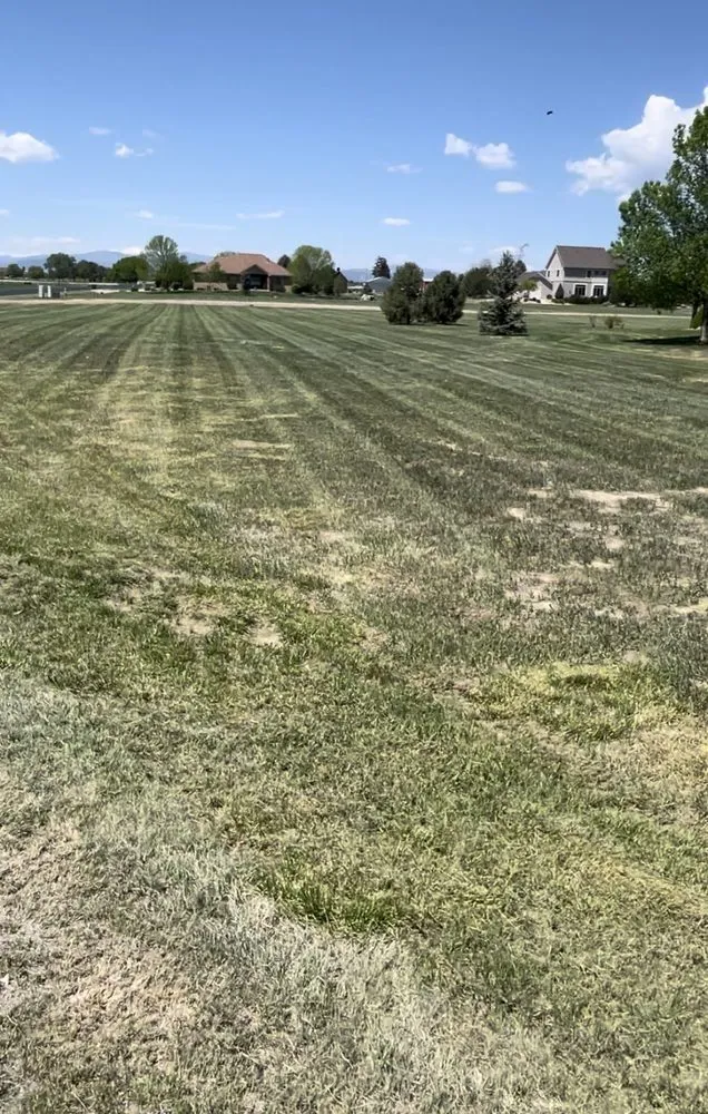 Professional yard cleanup service in Fort Collins, CO by Green Man Lawn Care