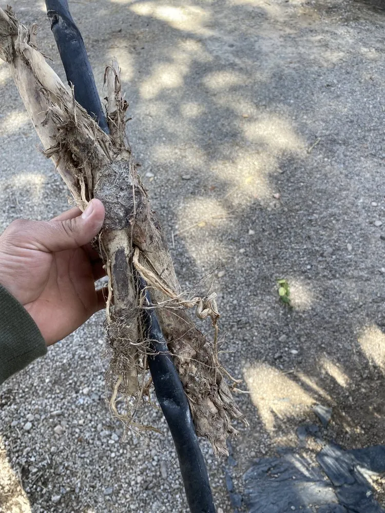 Trusted lawn care service for homes across Las Vegas, NV - Green Master Landscaping