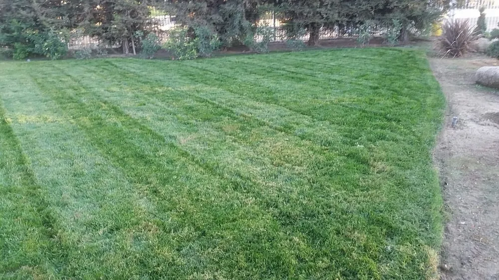 Reliable yard maintenance experts serving Merced, CA - Green Max Landscape