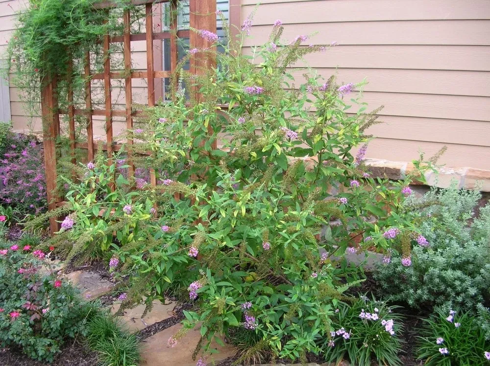 Trusted landscaping services for residential properties across Lewisville, TX - Green Meadow Landscaping