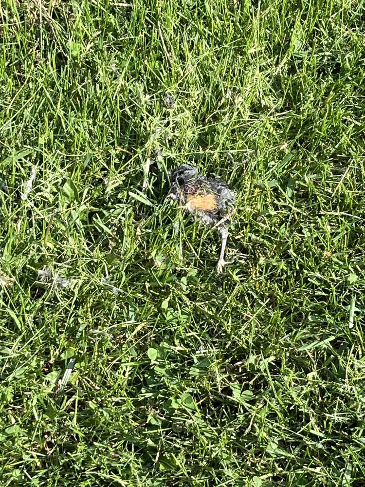 Trusted lawn mowing service for residential properties across Rochester Hills, MI - Green Meadows Lawnscape