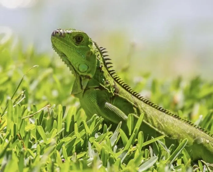 Local lawn mowing service in Fayetteville, NC by Green Mile Landscaping