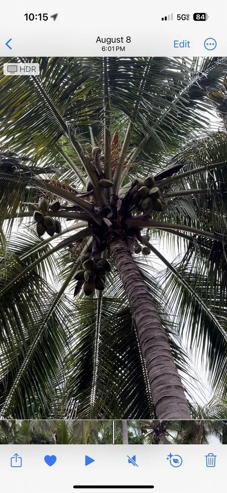 Local landscape installation for outdoor upgrades in Miami, FL by Green Motion Groundskeepers