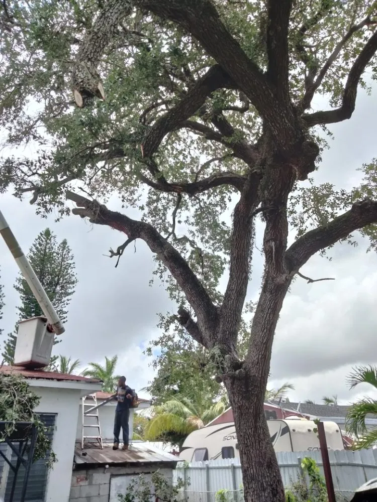 Professional garden landscaping experts serving Miami, FL - Green Motion Groundskeepers