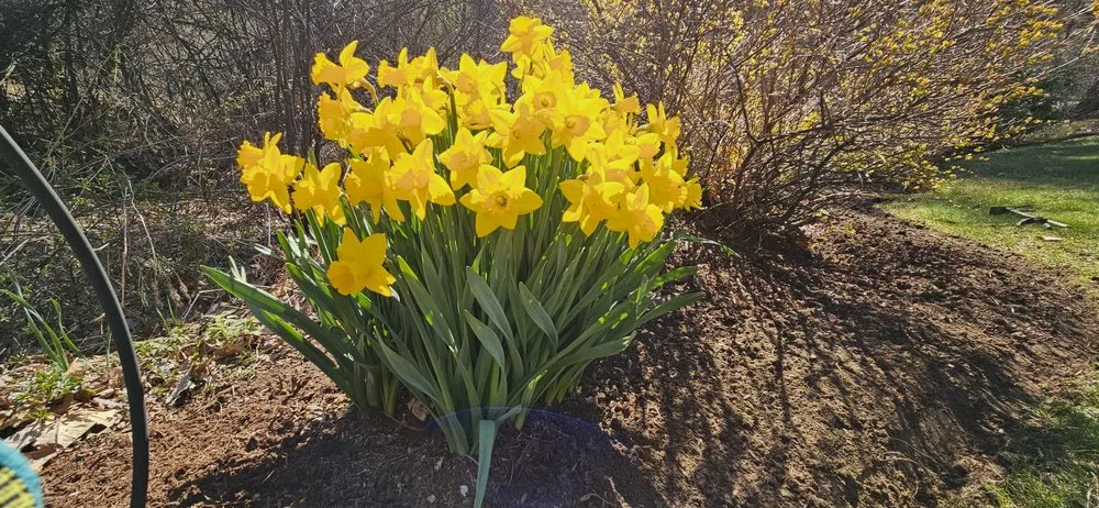 Local residential landscaping in Brattleboro, VT by Green Mountain Gardening