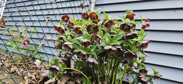 Green Mountain Gardening